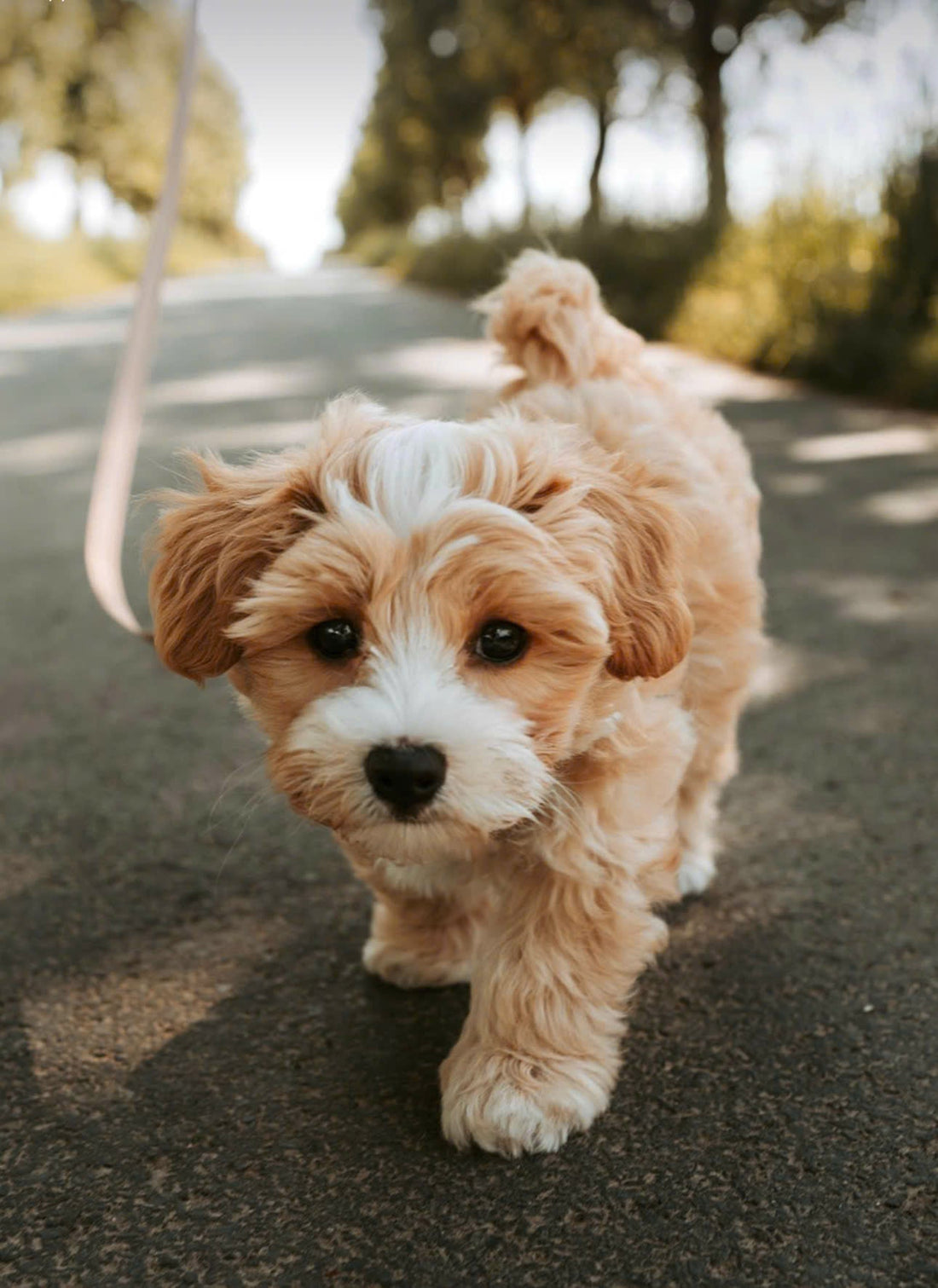 Babie Girl: The Loyal Heart Who Waited